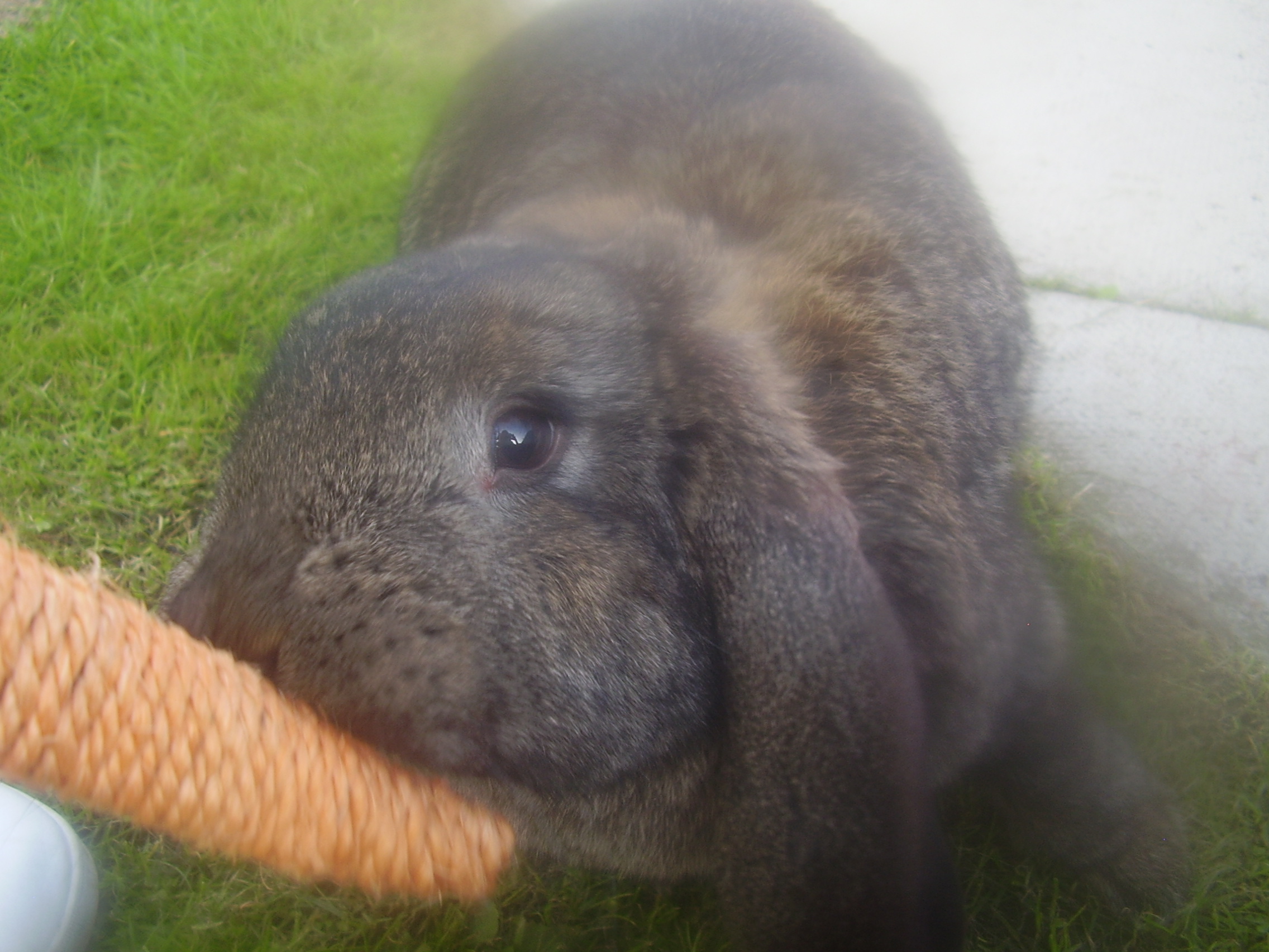 BluebellsPatch137.JPG