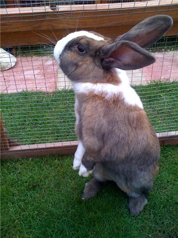 Flopsy.jpg
